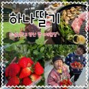 캠프리카 | 울산 근교 딸기따기 양산 미나리삼겹살 토끼체험 하나캠프리카