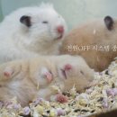 와우펫앤쥬진주점 이미지