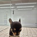 이정훈 강아지 하남본점 이미지