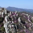 진달래화원 이미지