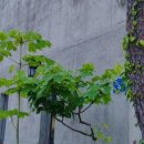 보리수다방 이미지