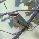 나무숲소 이미지