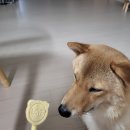 개밥파는고양이은평