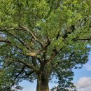 성흥산 솔바람길 이미지