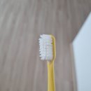 콩알 | 천연 허브치약, 태국왕실치약 콩알치약 후기