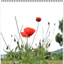 공주-06 이미지
