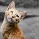 최지안 카카오 검색결과