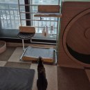 꽁냥꽁냥캣 | 고양이 마다따비장난감,지루할틈 없는 사냥놀이