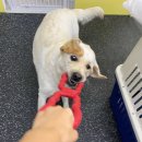 댕교오겠습니다 이미지