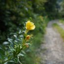 운문골마실길 이미지