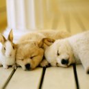 25시 펫샵 이미지