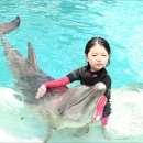 돌고래PC | 싱가포르 돌고래섬