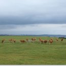 소떼목장 이미지