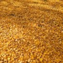 현내리 도원정사 이미지