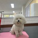 스프링댕댕 이미지