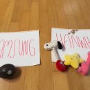 헤일리(와이스 와이프)가 강아지 승부예측 시키는데 이미지