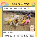 스토리멍 여수애견호텔/여수애견유치원 이미지