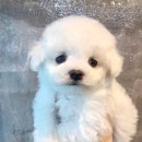 댕댕러브펫 | 남양주 강아지분양 후기가 유명한곳