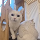 3745 | 편안한 고양이 호텔 &amp; 대전 고양이 미용 페르시안캣