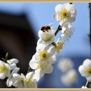 섬진강매화로 이미지