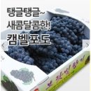강원 정선 솔돌 정보화마을 네이버블로그