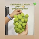 용인남사우체국 | 거봉샤인 판매중 샤인택배가능