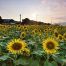 양정달마루마을 이미지