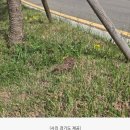 어린 야생동물을 발견했다면 먼저 야생동물구조센터에 연락해주세요4월 말부터 경기도 야생동물구조관리센터 야생동물 구조 건수 급증 이미지