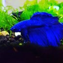 베타봉봉 이미지