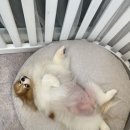 화사하개 이미지