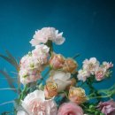 인플라워 이미지