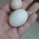 용은농장 이미지