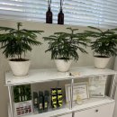 경포고등학교 | 강릉 속눈썹펌 맛집 👀후후스튜디오👀 솔직후기