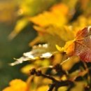 참좋은이웃 이미지