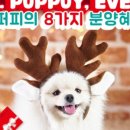 온퍼피 프리미엄 전주강아지분양 본점 이미지