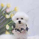 니니 애견 미용실 이미지