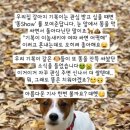 김희철, 유기견 발언 논란에 “관심 주면 신나서 똥 더 쌀 텐데”[전문] 이미지