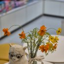 코스모스약국 이미지