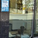 유니댕댕 이미지