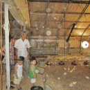 닭사랑농장 이미지