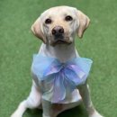 그루밍독 연구소 이미지