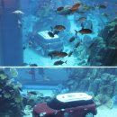 물속풍경수족관 이미지