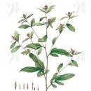 삽주[Atractylodes japonica]창출[蒼朮]백출 이미지