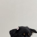 리프레쉬독 이미지