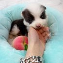 내품안의반려견 은평점 이미지