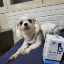 제이에이치바이오팜 | 닥터코디 후기입니다