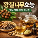 상록수로1L | 황칠나무 잎 효능 및 부작용 먹는법 알아봐요