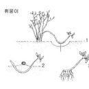 블루베리 - 묘목의 증식(1) 이미지