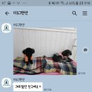 더도그맨션 이미지