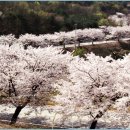 벚꽃향기민박 이미지